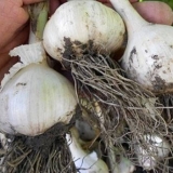 Kada u sibiru ubrati zimski beli luk